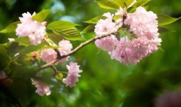 樱花最新爆料更新视频