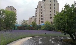 大华公园最新爆料,揭秘公园背后的神秘故事与未来规划