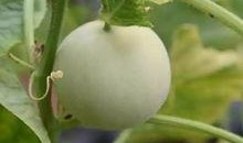 甜瓜概念爆料视频大全最新