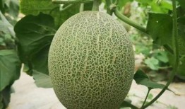 新疆最新瓜爆料,最新爆料揭秘！