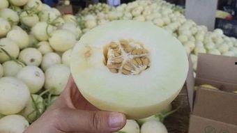 陕西新瓜最新爆料,揭秘背后惊人真相